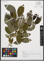 Foto von Salix silesiaca Willd.